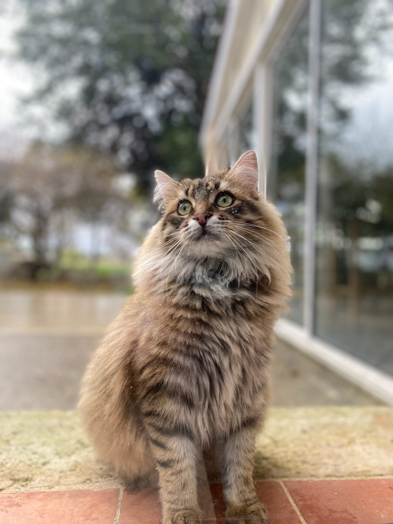 Chat perdu